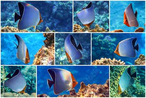 Coral fish - Hooded butterflyfish or Orangeface butterflyfish (Chaetodon larvatus) in Red Sea. Collage set. photo