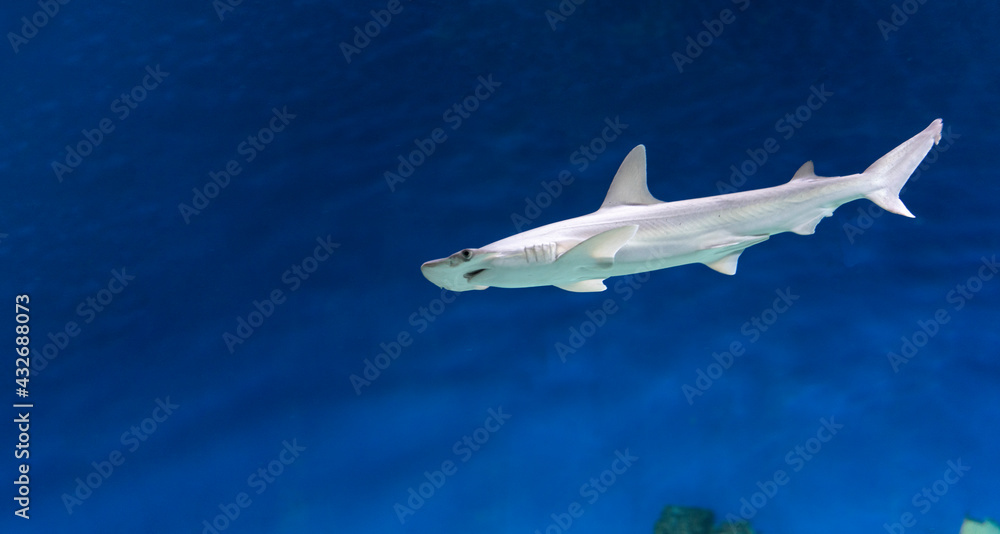 Fototapeta premium Hammerhead shark underwater side view. Close-up. Underwater world.