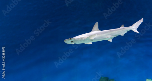 Hammerhead shark underwater side view. Close-up. Underwater world.