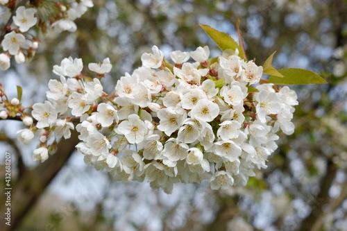 Fleurs de Pommiers