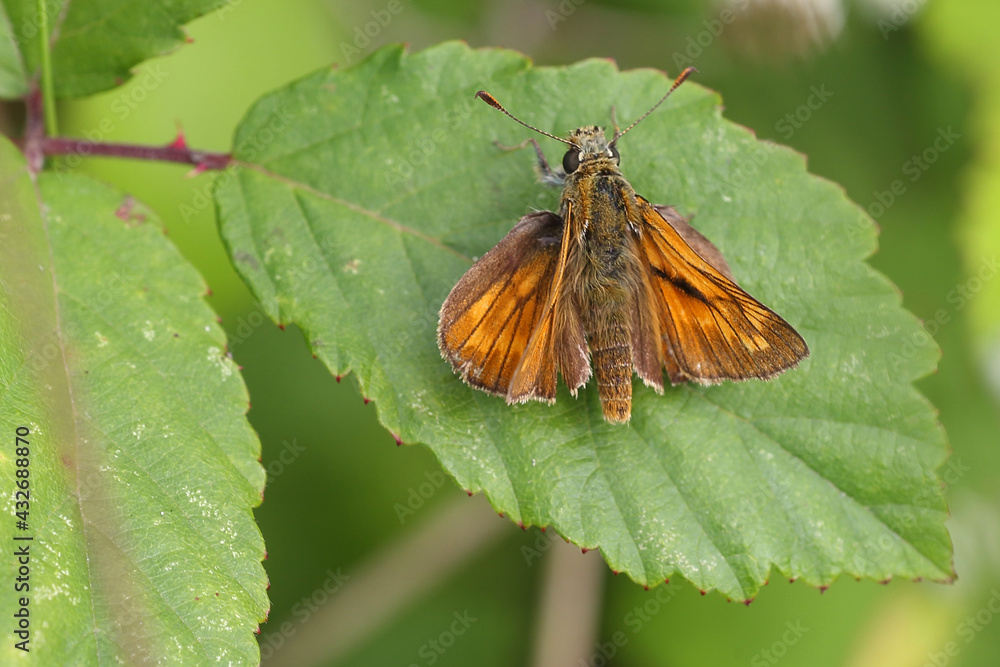 Large Skipper butterfly (Ochlodes sylvanus), resting on a bramble leaf, Norfolk, UK. Large Skipper butterfly (Ochlodes sylvanus), resting on a bramble leaf, Norfolk, UK.