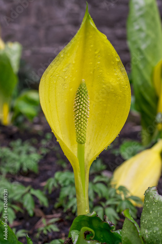 Bright yellow western skunk cabbage flowers, selective focus - Lysichiton americanus photo