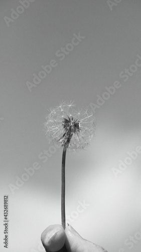 Wallpaper Mural Diente de león aislado con fondo desenfocado. Color blanco y negro Torontodigital.ca