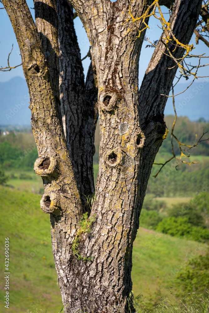 Monumento Naturale La Selva e Mola dei Piscoli _ Paliano - Frosinone - Lazio - Italia Monumento Naturale La Selva e Mola dei Piscoli _ Paliano - Frosinone - Lazio - Italia