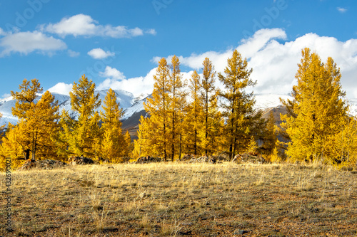Autumn landscape in Altai mountains. Kurai steppe.
