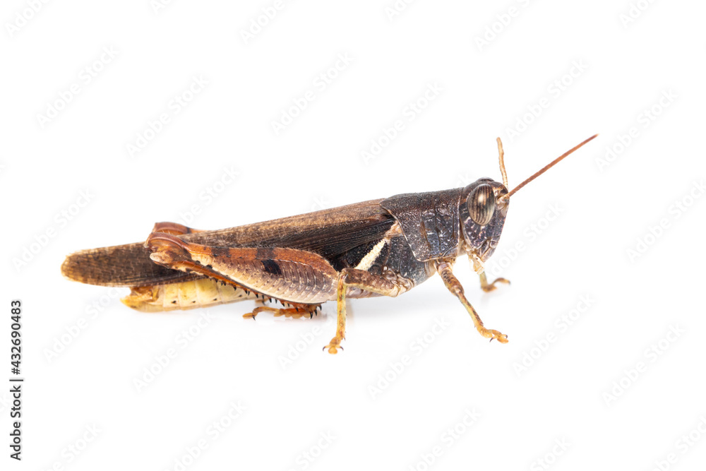 Image of white-banded grasshopper(stenocatantops splendens) isolated on white background. insect. Brown grasshopper Image of white-banded grasshopper(stenocatantops splendens) isolated on white background. insect. Brown grasshopper