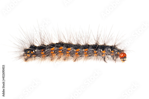 Image of hairy caterpillar isolated on white background. Insect. Worm. Animal.