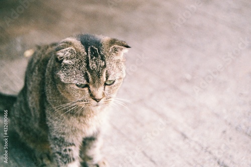 Scottish Fold with sad eye photo