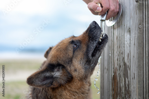 german shepherd drinking water close up
