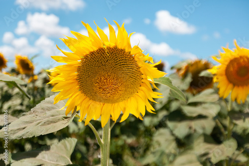 A field of flowers or agroculture of yellow sunflower and blue sky.