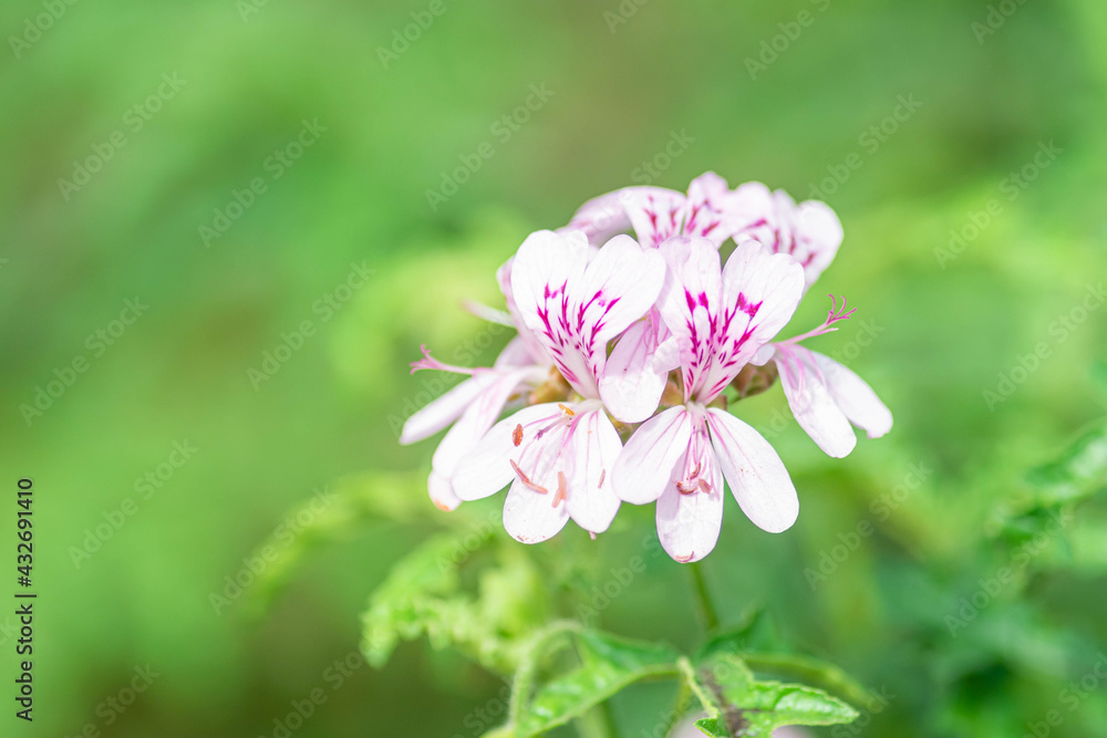 ハーブゼラニウムの花