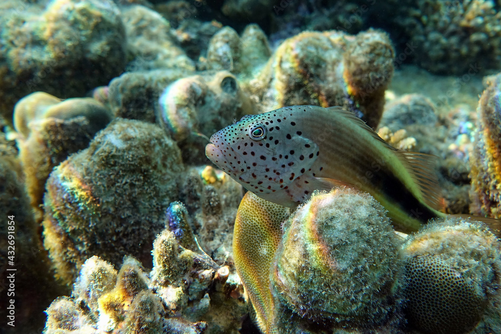 Black-sided hawkfish (Paracirrhites forsteri), freckled hawkfish or Forster's hawkfish, Coral fish - Red sea Black-sided hawkfish (Paracirrhites forsteri), freckled hawkfish or Forster's hawkfish, Coral fish - Red sea