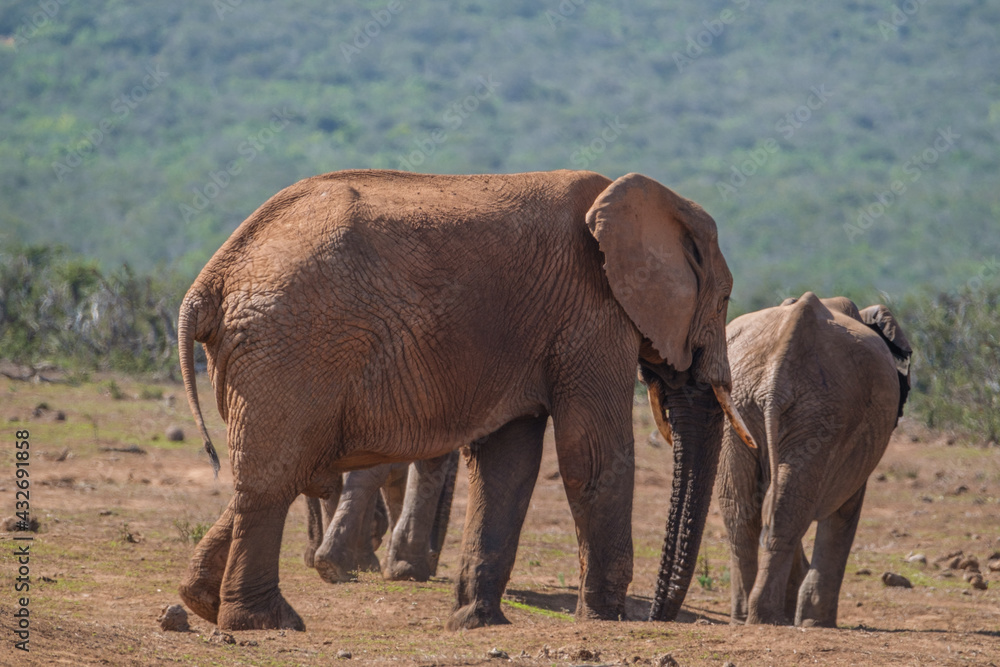 African Elephant family strolling together in the Southern African terrain