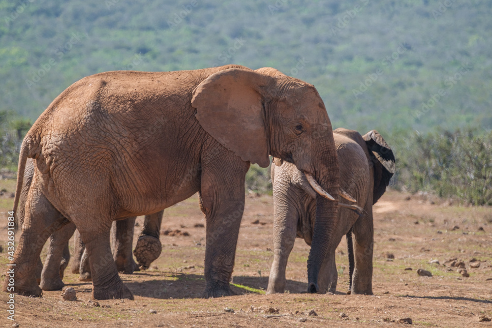 Fototapeta premium African Elephant family strolling together in the Southern African terrain