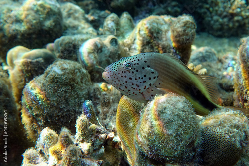 Black-sided hawkfish  Paracirrhites forsteri   freckled hawkfish or Forster s hawkfish  Coral fish - Red sea
