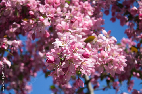 Flower background. Pink blooming sakura on blue sky. Close-up.
