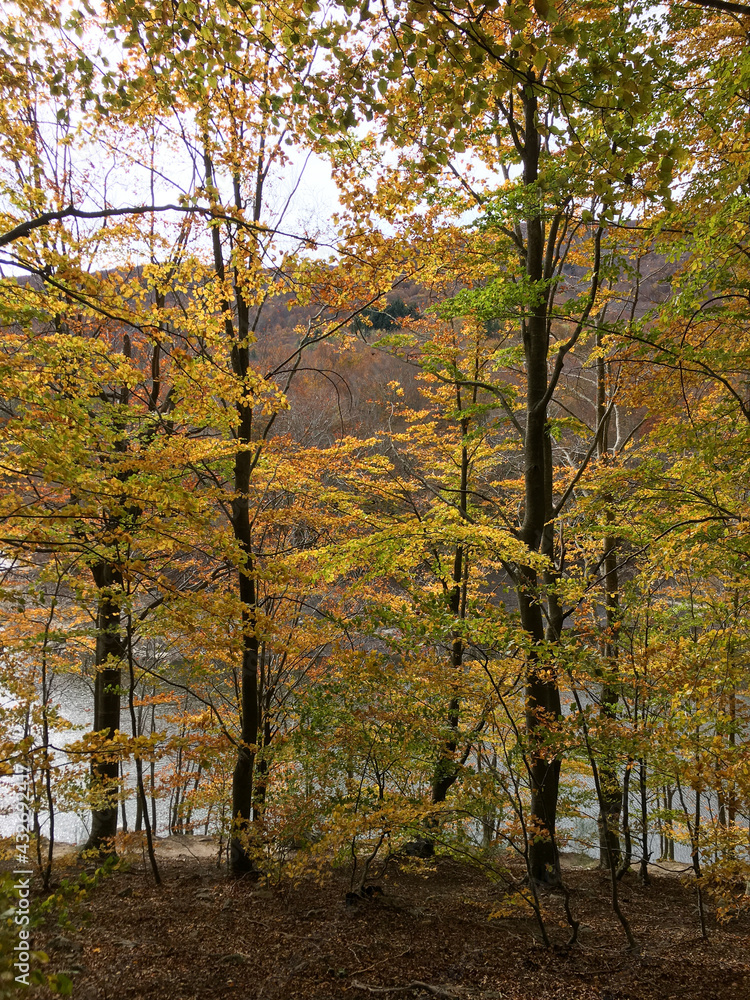 Naklejka premium Park in autumn with colorful leaves