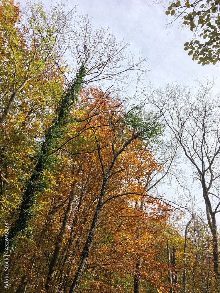 Park in autumn with colorful leaves Park in autumn with colorful leaves