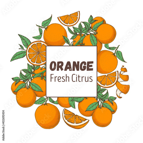 Orange hand drawn package design. Vector illustration. Orange fruit design, brochure illustration. Colorful design. Citrus orange frame illustration. Can used for packaging design.