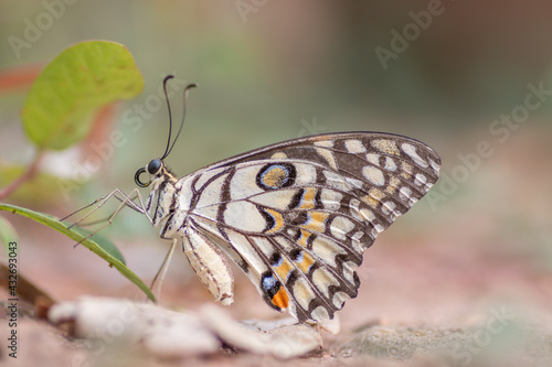very beautiful butterfly closeup shot with nice bokeh © azadnechikkade