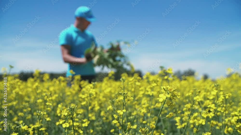 The Agronomist In The Field Examines The Flowers Of Rapeseed. Summer, Sunny Day The Agronomist In The Field Examines The Flowers Of Rapeseed. Summer, Sunny Day