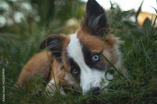 Border collie marrón y blanco con un ojo de cada color cachorro tirado en la hierba mirando a cámara