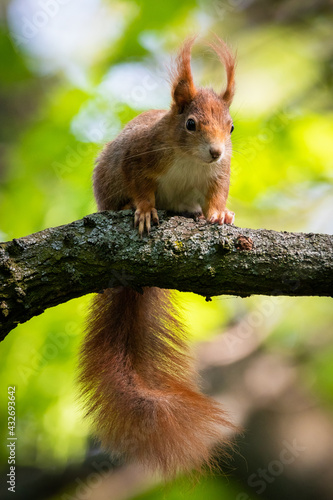 Red Squirrel