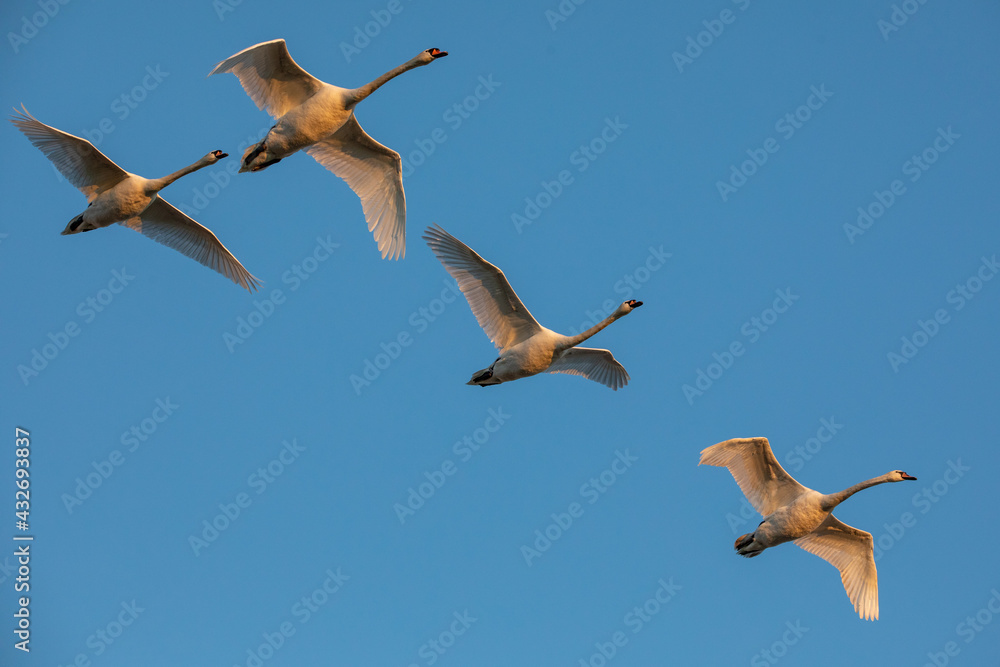 Swan in flight