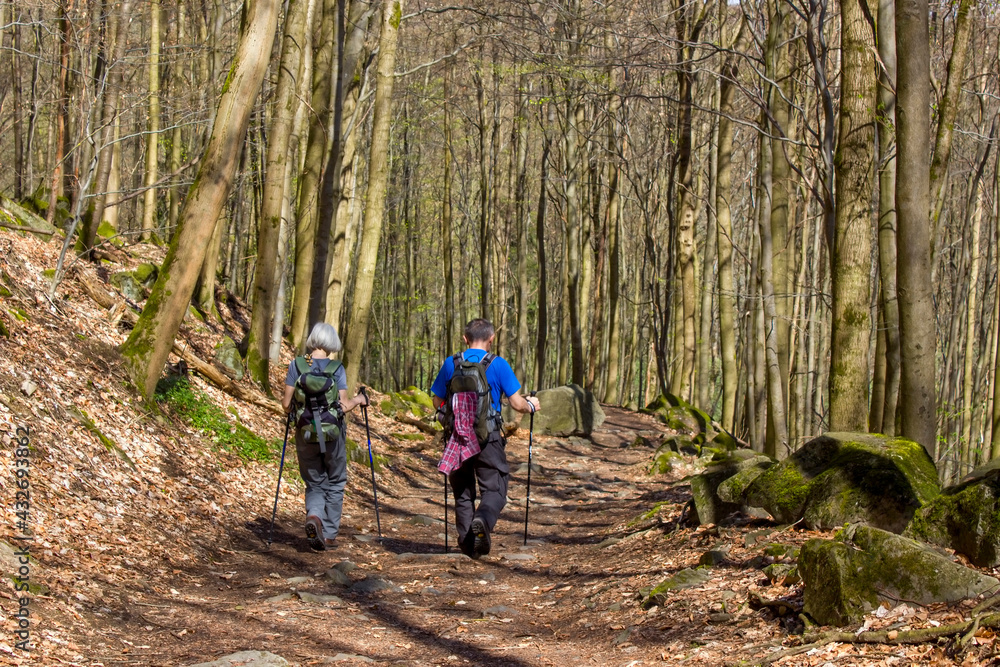 Spring Forest Hiking trail Rheinsteig in Siebengebirge Germany Spring Forest Hiking trail Rheinsteig in Siebengebirge Germany