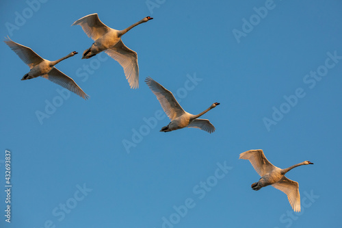Obraz na płótnie Swan in flight w salonie