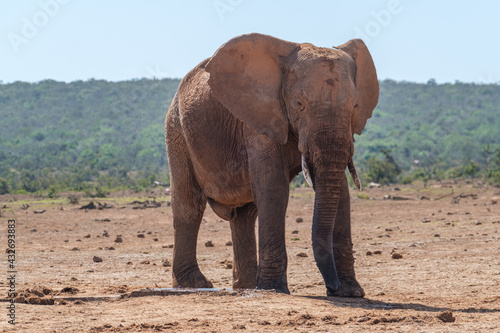 African Elephants up close in Nature