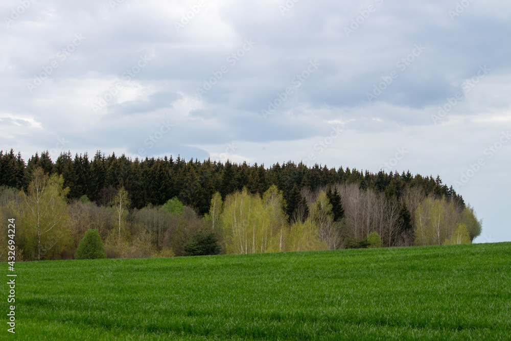 Obraz premium landscape with trees and sky