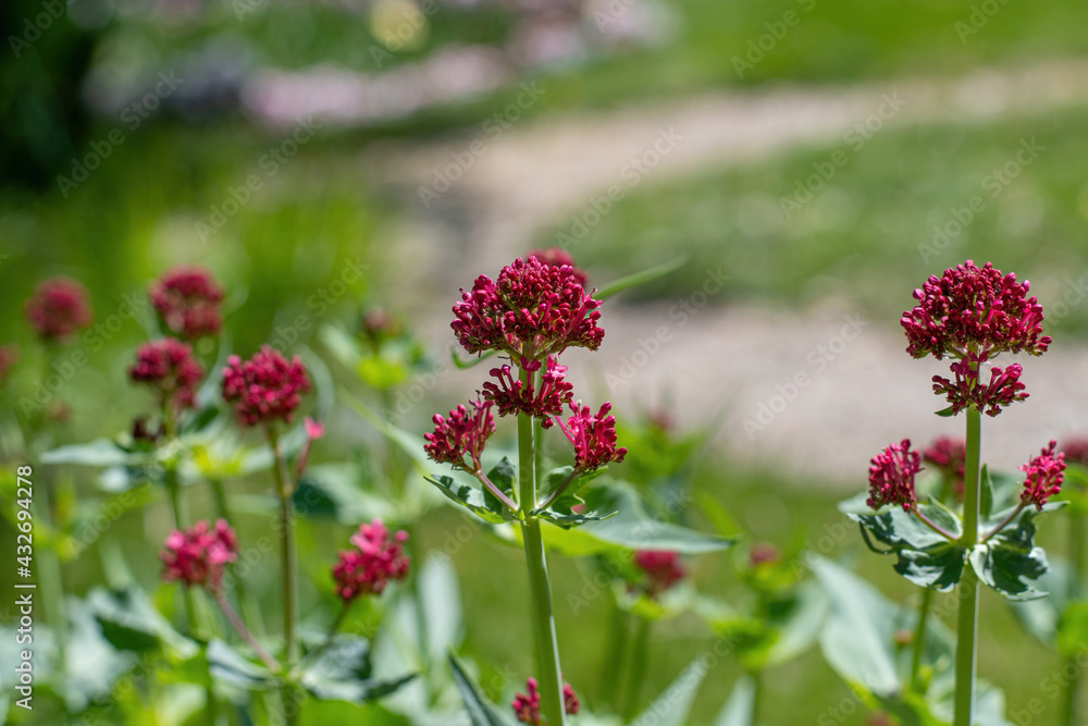 Close-up of a Centranthus Ruber plant with green background. Shallow depth of field Close-up of a Centranthus Ruber plant with green background. Shallow depth of field