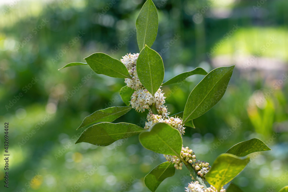 Holly Nellie R. Stevens flower buds (Ilex aquifolium ) Holly Nellie R. Stevens flower buds (Ilex aquifolium )