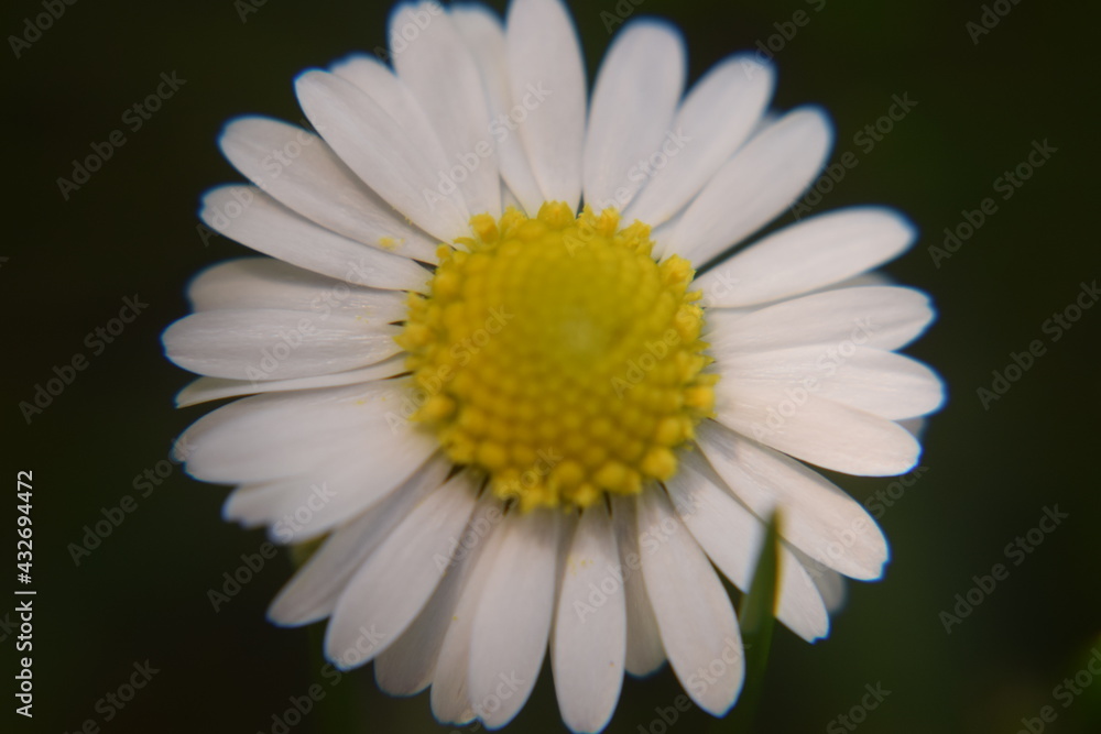 Gänseblümchen oder Tausendschön Makroaufnahme Blüte Nikon D5300 Gänseblümchen oder Tausendschön Makroaufnahme Blüte Nikon D5300