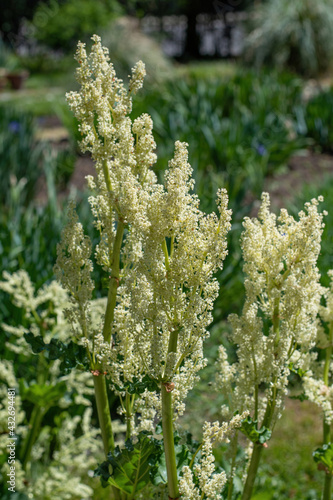 Rhubarb plant. Flowering Rheum rhabarbarum in a vegetable garden photo