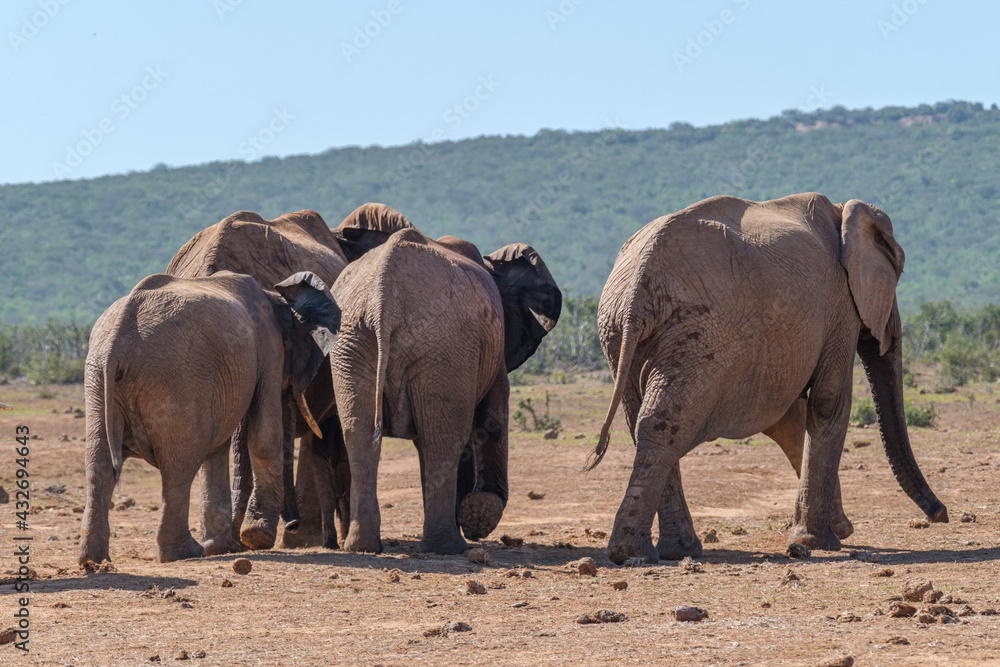 African Elephant family strolling together in the Southern African terrain African Elephant family strolling together in the Southern African terrain