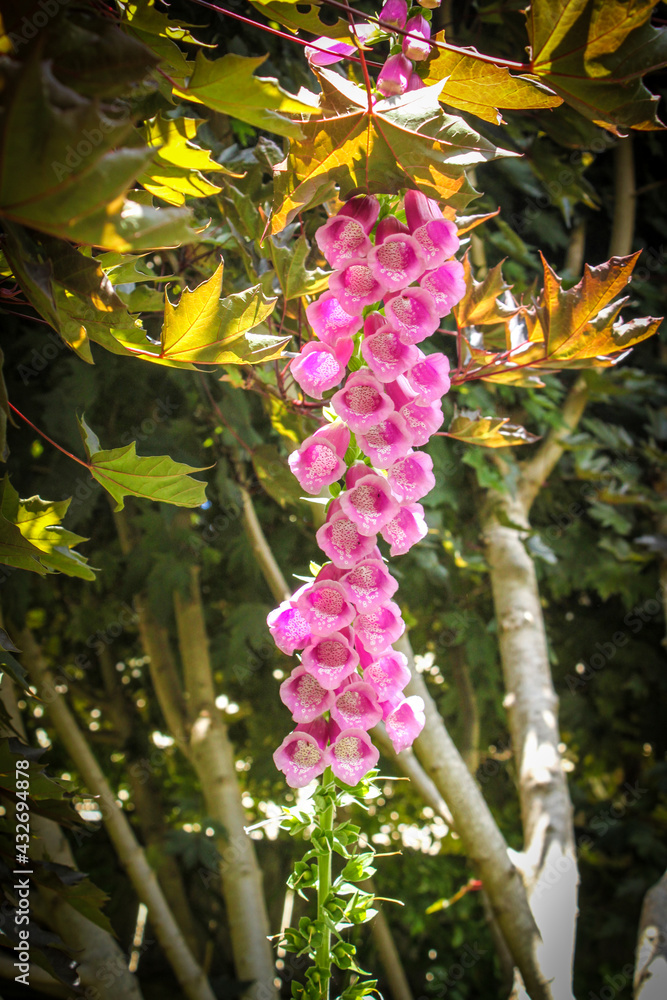 Close-up of tall pink foxglove flower growing under a Maple tree - vertical with bokeh. Close-up of tall pink foxglove flower growing under a Maple tree - vertical with bokeh.