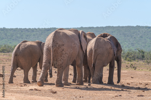 African Elephant family strolling together in the Southern African terrain © fotorudi_101
