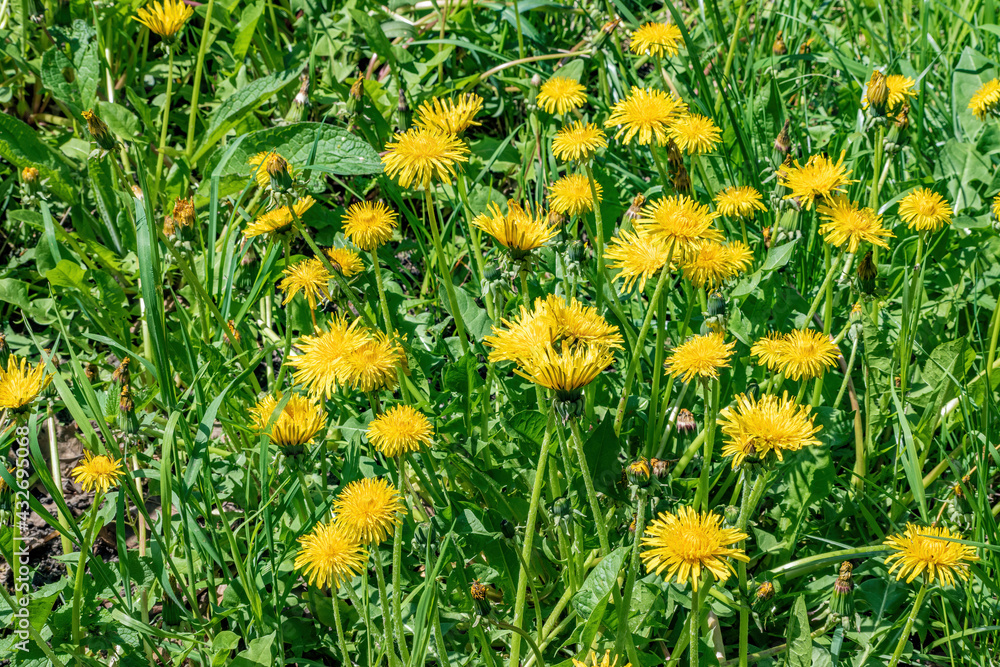 Blooming dandelion flowers on a summer green field Blooming dandelion flowers on a summer green field