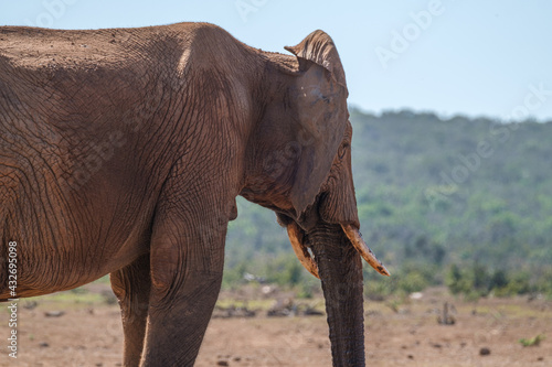 African Elephants up close in Nature