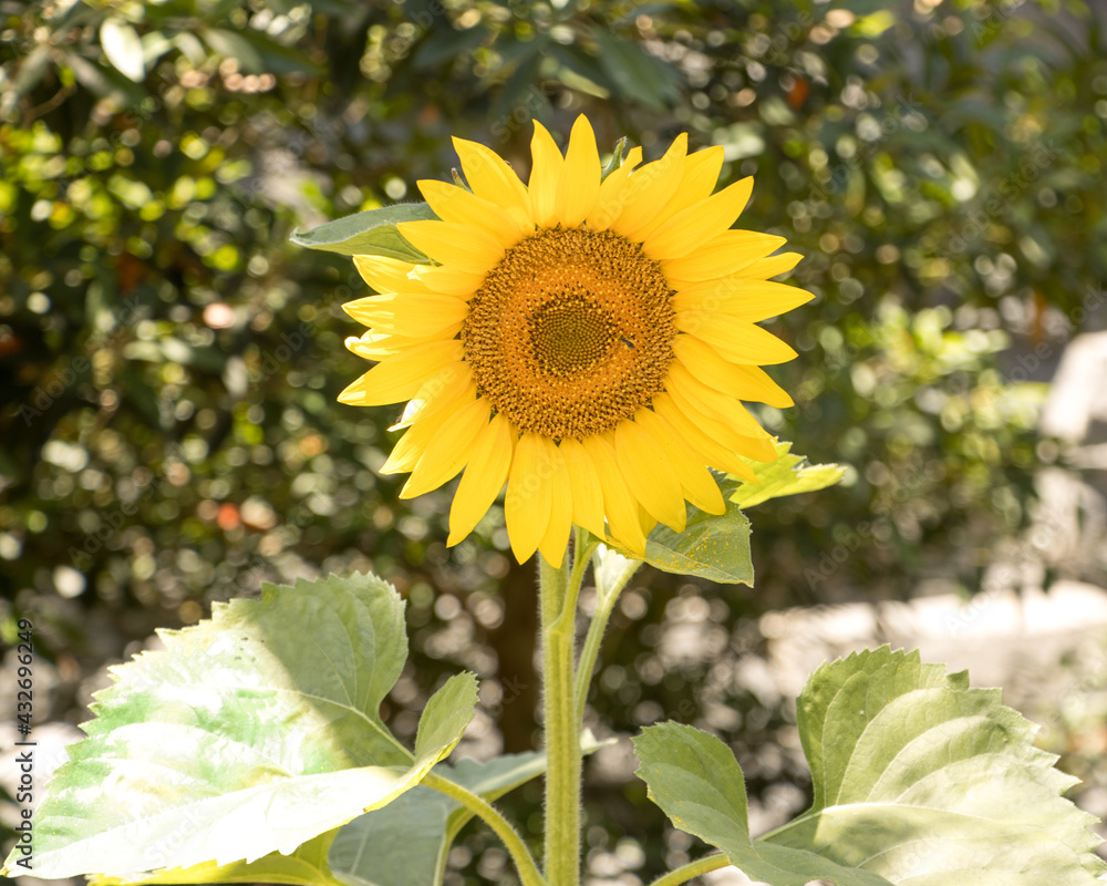 Fototapeta premium Sunflower