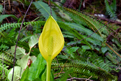 Skunk Cabbage Yellow Blossom 01