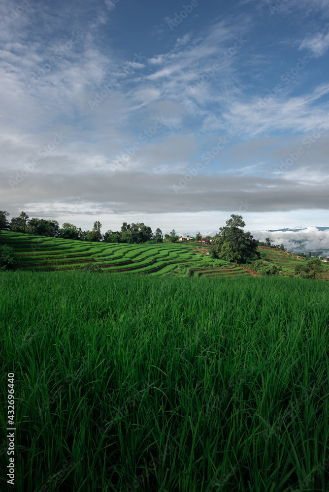 Beautiful view of rice terraces in Chiang Mai, Thailand. Chiang Mai is naturally beautiful in Thailand, Southeast Asia. Beautiful view of rice terraces in Chiang Mai, Thailand. Chiang Mai is naturally beautiful in Thailand, Southeast Asia.