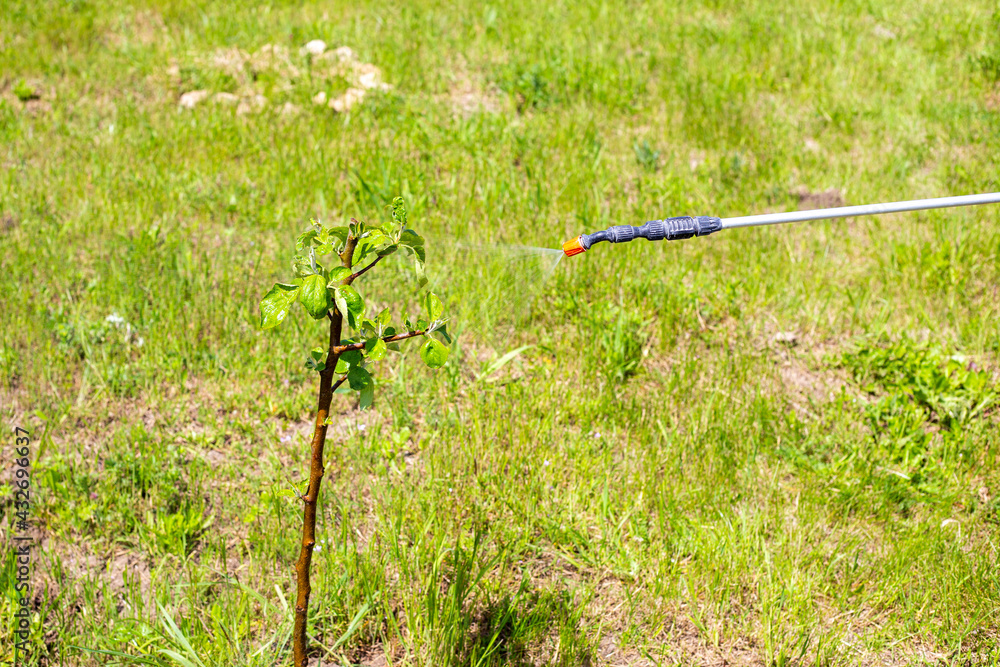 Spraying fruit tree seedlings from a spray bottle. Spring treatment of the garden from diseases