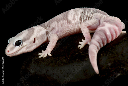 African fat-tailed gecko (Hemitheconyx caudicinctus)