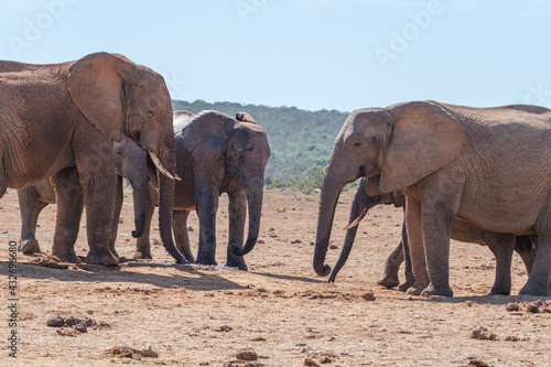 African Elephant family strolling together in the Southern African terrain