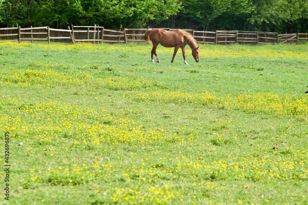 horse grazes the grass in a green meadow horse grazes the grass in a green meadow