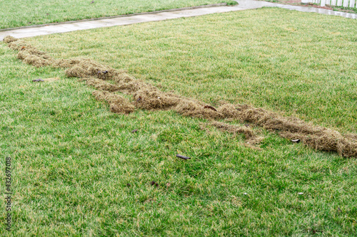Brushing a bright green lawn from dry grass after winter