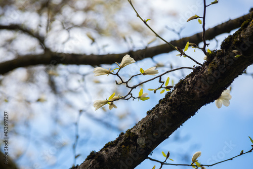 Flowers of Magnolia x Loebneri blossom spring day photo